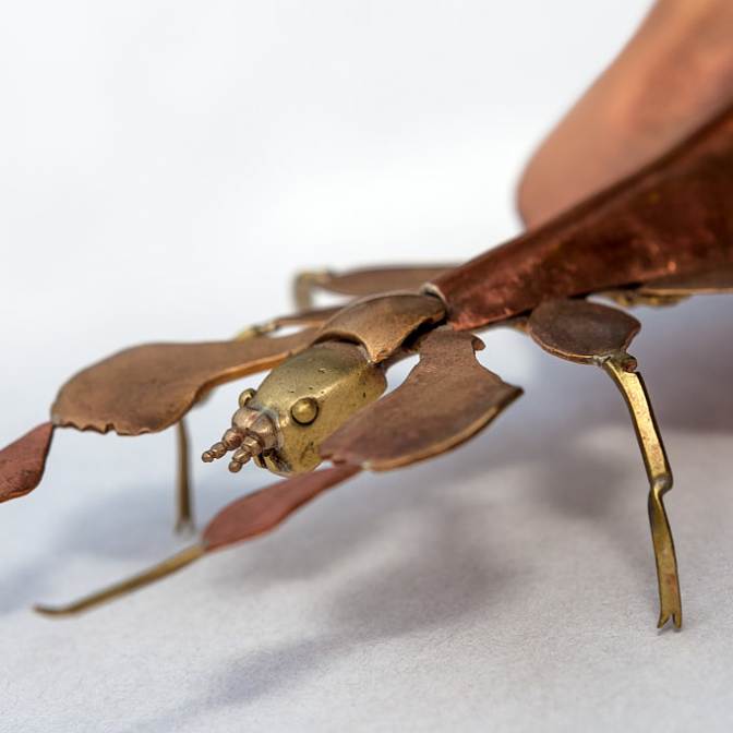 Gray's Leaf Insect, 2014